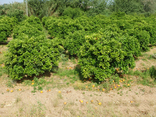 Fallen Oranges.